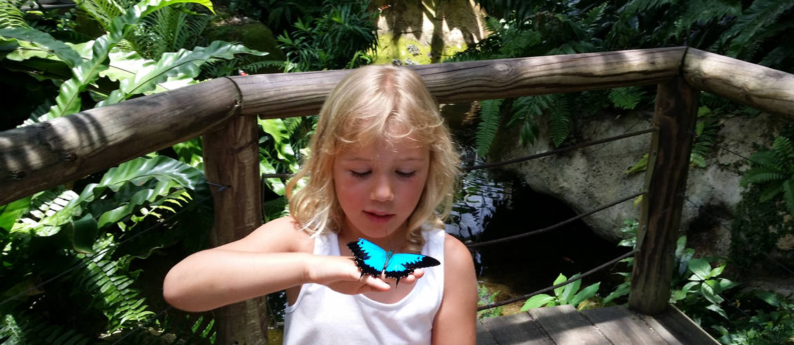 Things to do in Cairns - visit Australian Butterfly Sanctuary