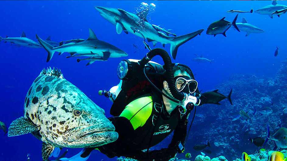 Things to do in Cairns - go on a liveaboard trip