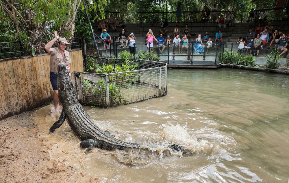 Things to do in Cairns - see crocodiles up close at Hartley's Crocodile Adventures