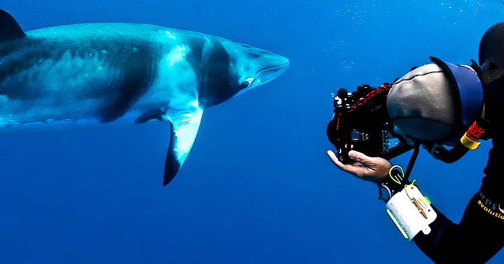 Things to do in Cairns - swim with dwarf minke whales