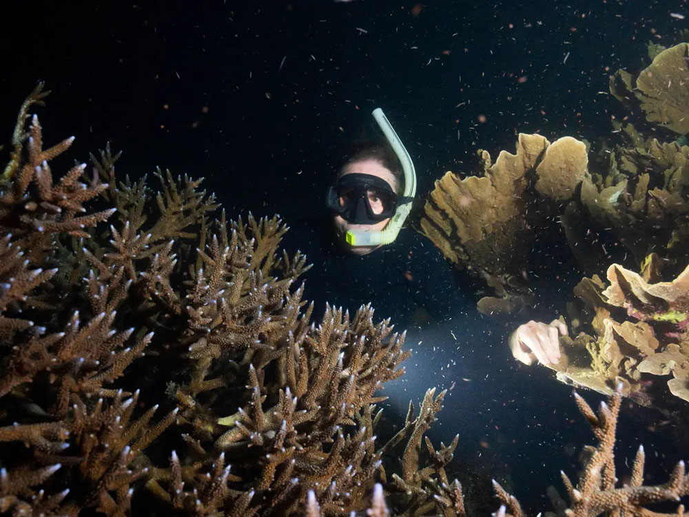 Things to do in Cairns - experiece coral spawning