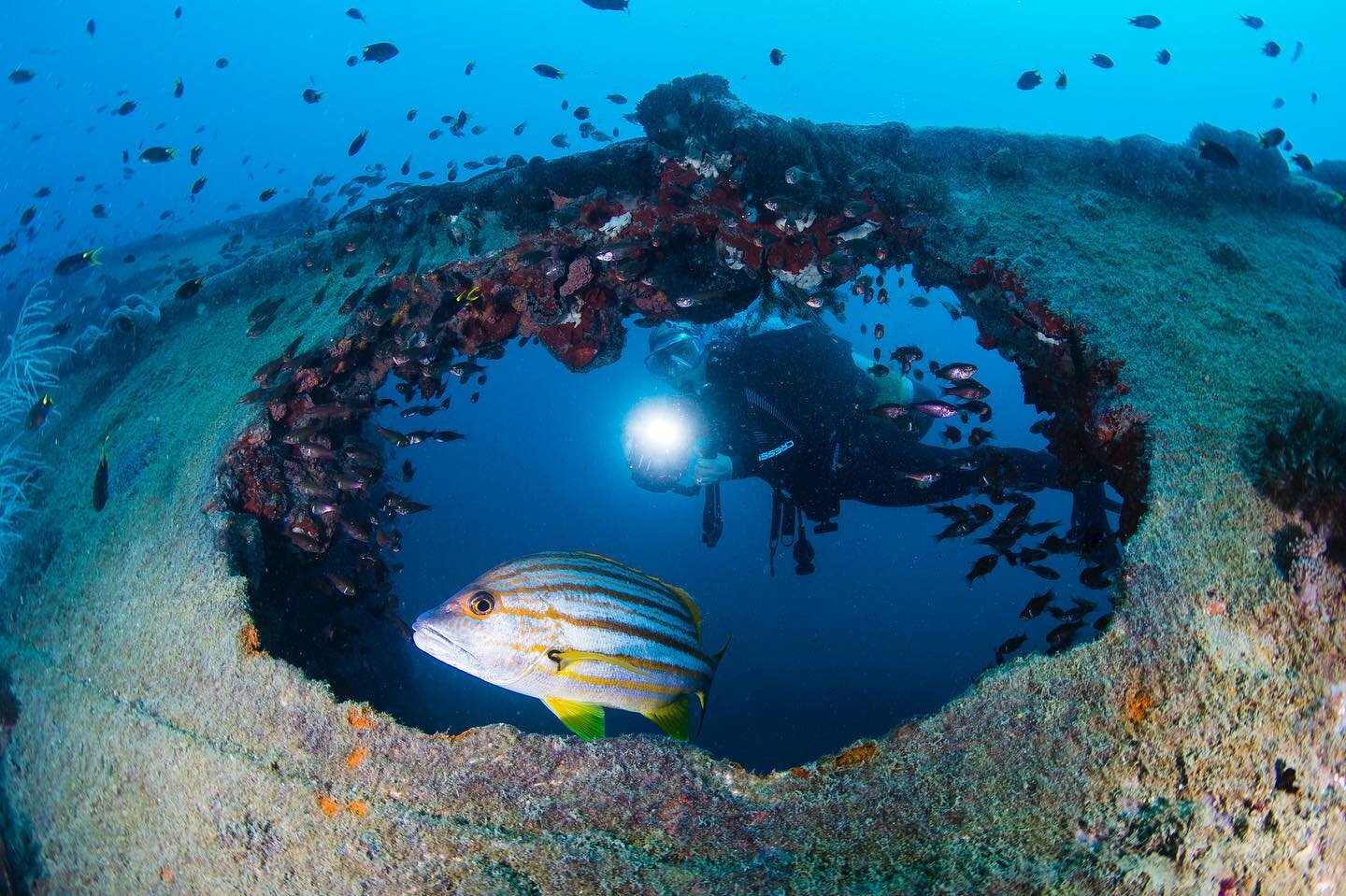 Things to do in Cairns - dive SS Yongala