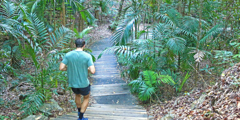 A man jogs along the Red Arrow circuit in Cairns' Mount Whitfield National Park