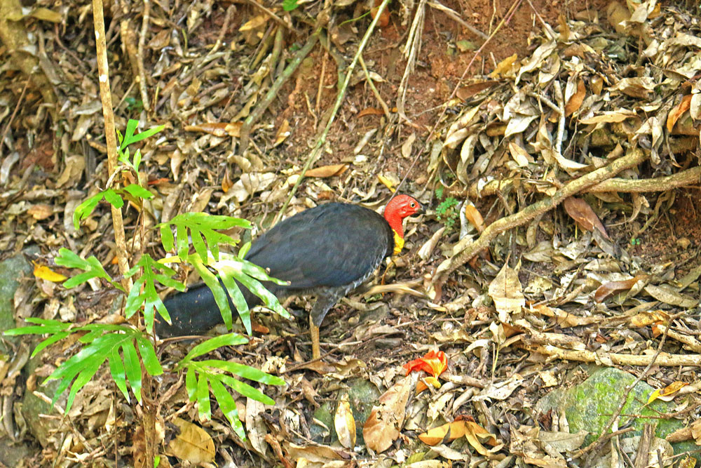 A brush turkey in the bush beside the Red Arrow track.