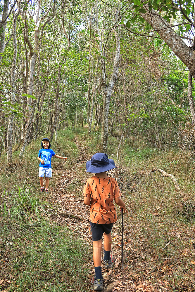 Hiking through the bush section of the Saddle Mountain track.