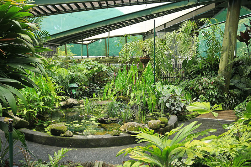 Inside the Conservatory at Cairns Botanic Gardens.